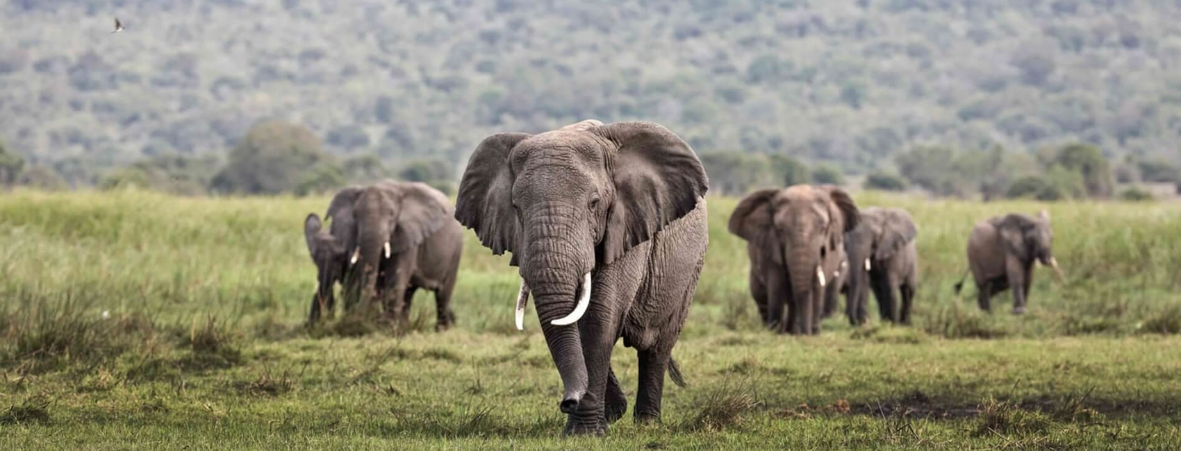 8 Days 7 Nights Rwanda Safari