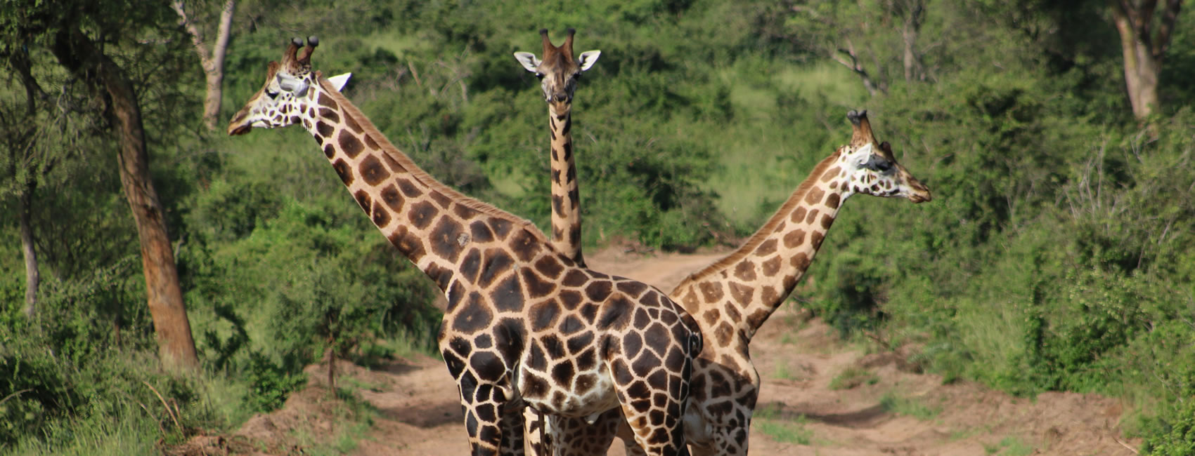 12 Days Budget Uganda, Kenya, and Tanzania safari: A combined safari to Uganda, Kenya, and Tanzania provides a diverse range of wildlife, nature, beautiful people, a rich culture, and infrastructure typical of Africa