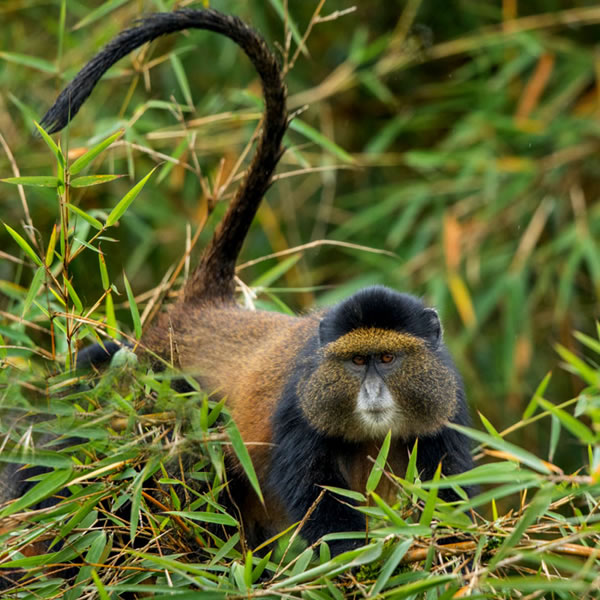Chimpanzee Golden Monkey Gorilla Trekking Rwanda