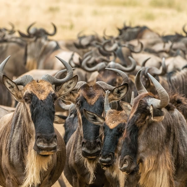 Great Serengeti Migration Tour