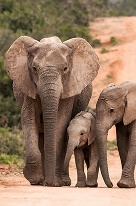 Kenya-safaris