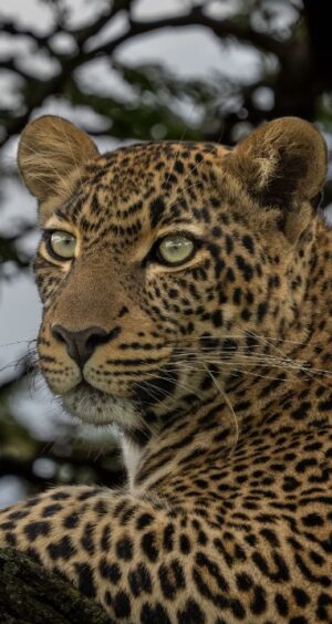Leopard Leopard
