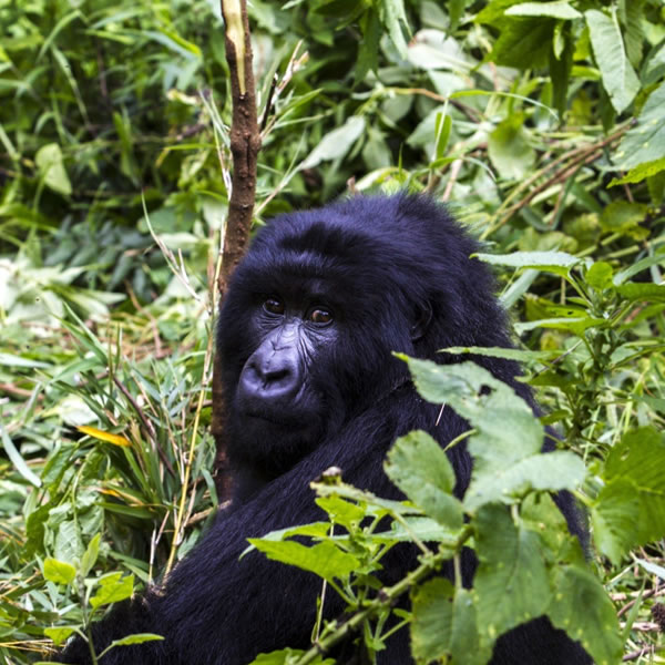 This 8-day Rwanda Safari is an excellent opportunity to visit Rwanda's most spectacular national parks. The 8-day Rwanda safari is an all-inclusive tour package appropriate for a variety of guests, including families on vacation.