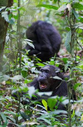 Rwanda