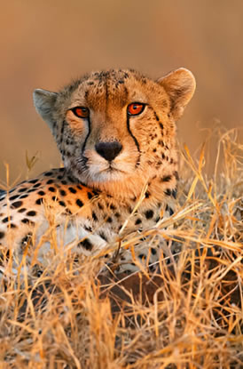 Tanzania