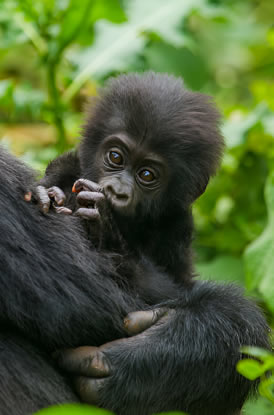 Popular page to explore the latest travel stories, inspiration and news from the world of Mareere Safaris