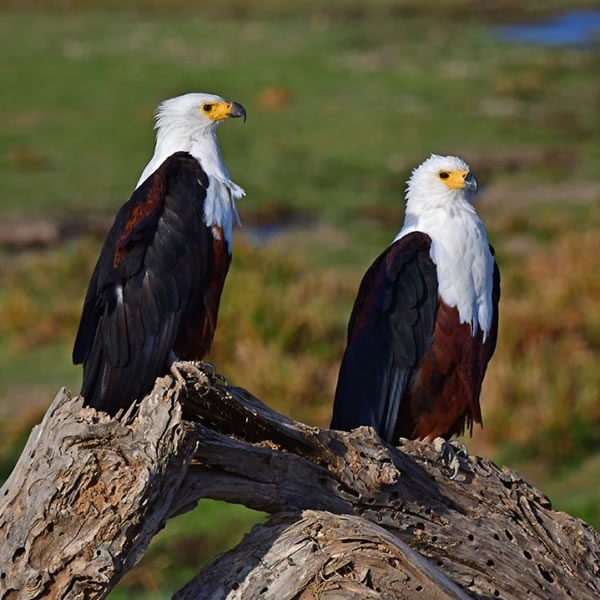 birding safari in Tanzania