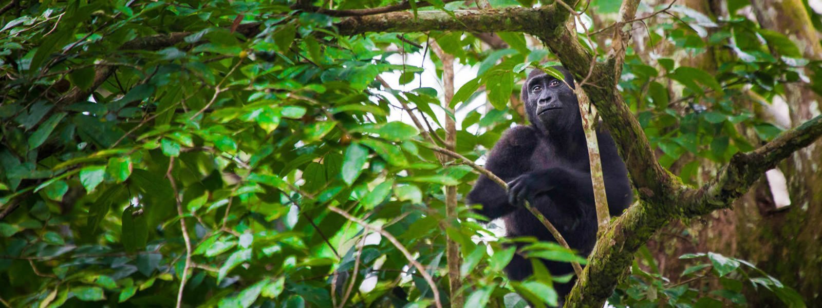chimpanzee-gorilla-trekking-Golden-Monkey-trips