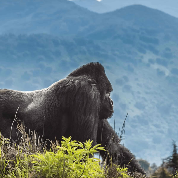 cultural and gorilla trekking experience in Rwanda
