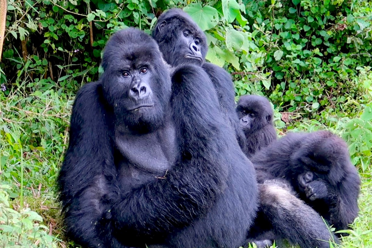 Africa is a continent renowned for its diverse landscapes, rich cultures, and abundant wildlife. Amidst the myriad of destinations vying for travelers