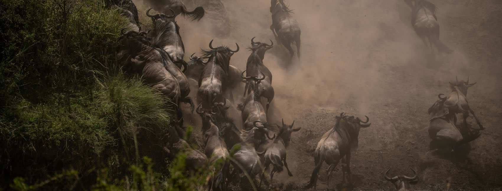 wildlife game viewing safaris Tanzania