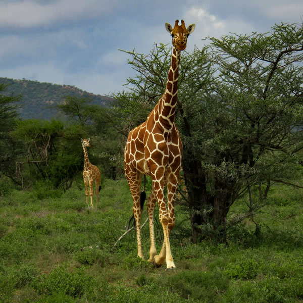 wildlife game viewing safaris Tanzania
