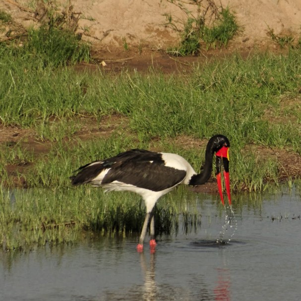 10 Days 9 Nights Bird Watching safari in Kenya