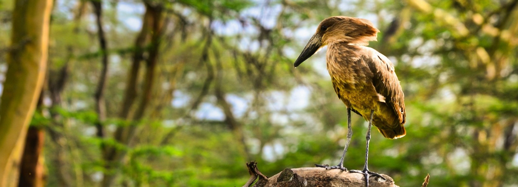 10 Days 9 Nights Bird Watching safari in Kenya