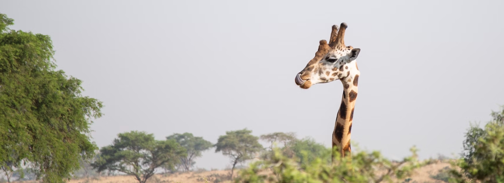 10 days 9 Nights Combined Uganda and Rwanda safari