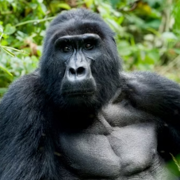10 days 9 Nights Combined Uganda and Rwanda safari