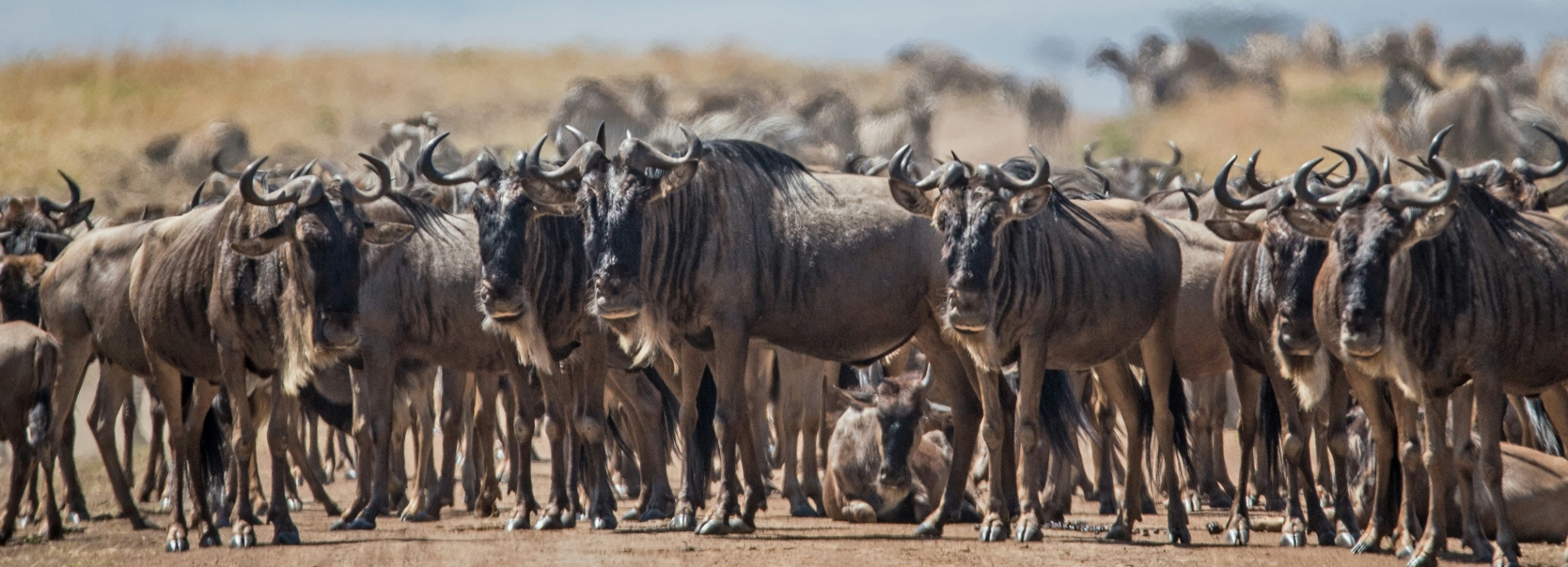 10 days 9 Nights Kenya and Tanzania wildlife safari