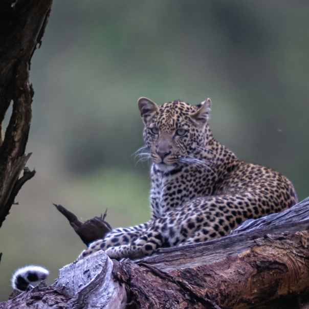 10 days 9 Nights Kenya and Tanzania wildlife safari