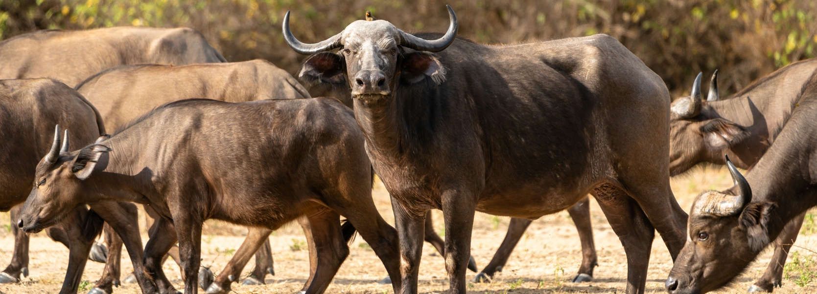10 days 9 Nights best Tanzania wildlife safari Experience