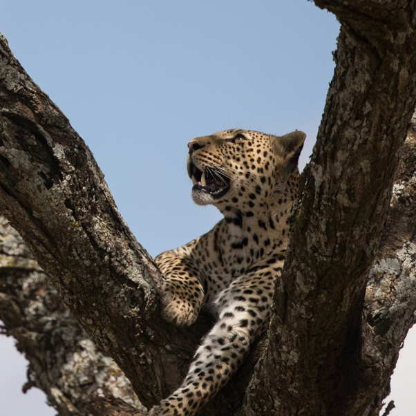 10 days 9 Nights best Tanzania wildlife safari Experience