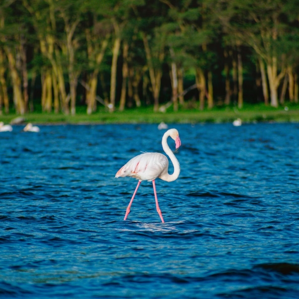 10 days 9 Nights birding safari in Kenya