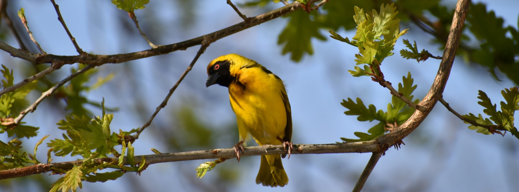 11 Days 10 Nights Tanzania birding safari wildlife and Kilimanjaro