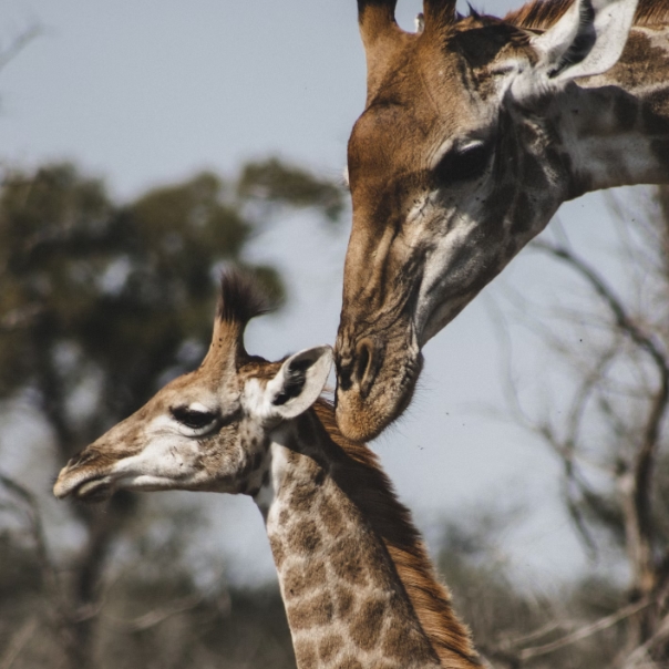 14 days 13 Nights best of Kenya wildlife safari