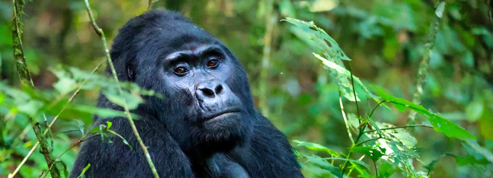2 Days 1 Night Gorilla Tracking Safari in Bwindi national park safari