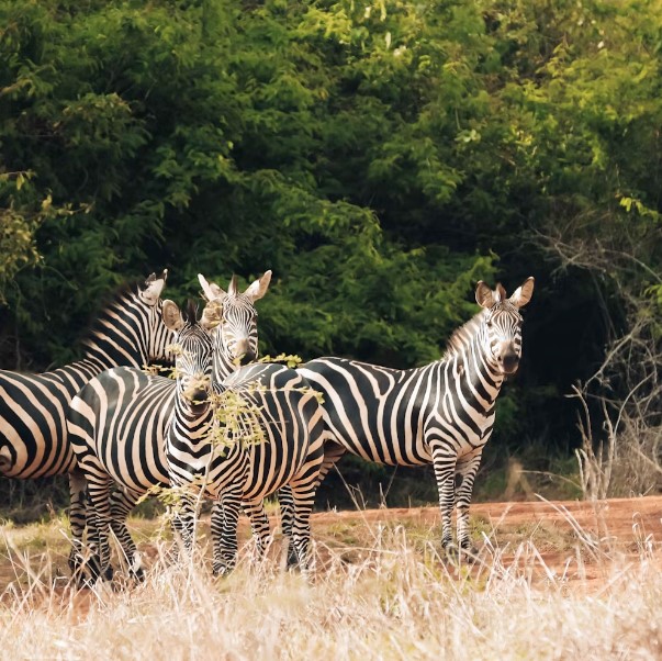 2 Days 1 Night Wildlife Safari in Akagera National Park Rwanda