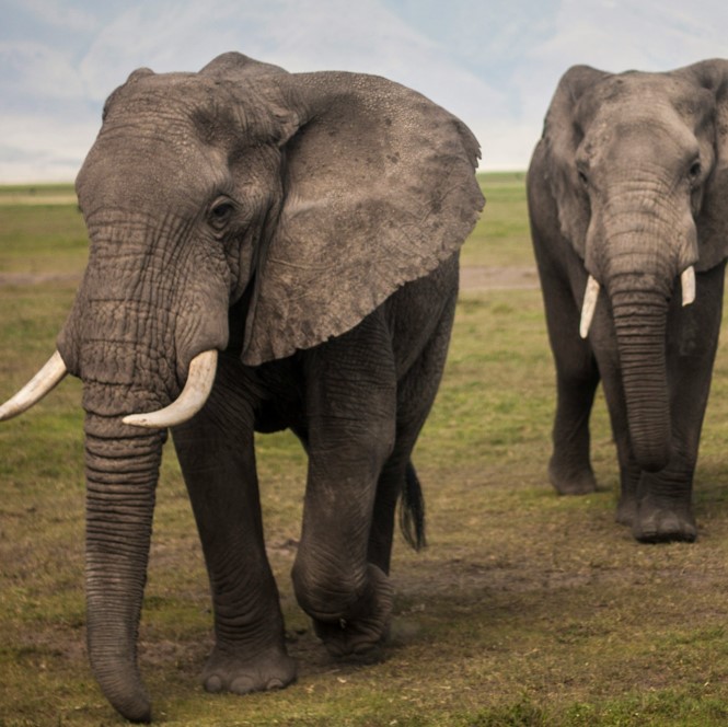 2 Days Ngorongoro conservation area