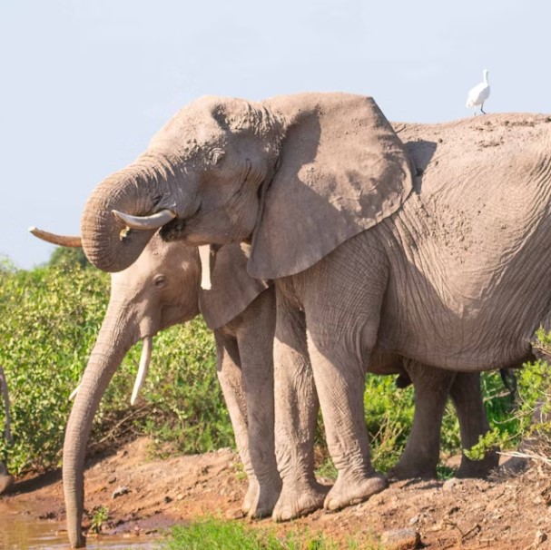 3 Days 2 Night Wildlife Safari Amboseli National Park Kenya