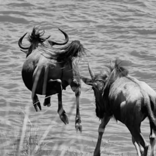 3 Days 2 Night Wildlife Safari Masai mara wildlife Game reserve safari