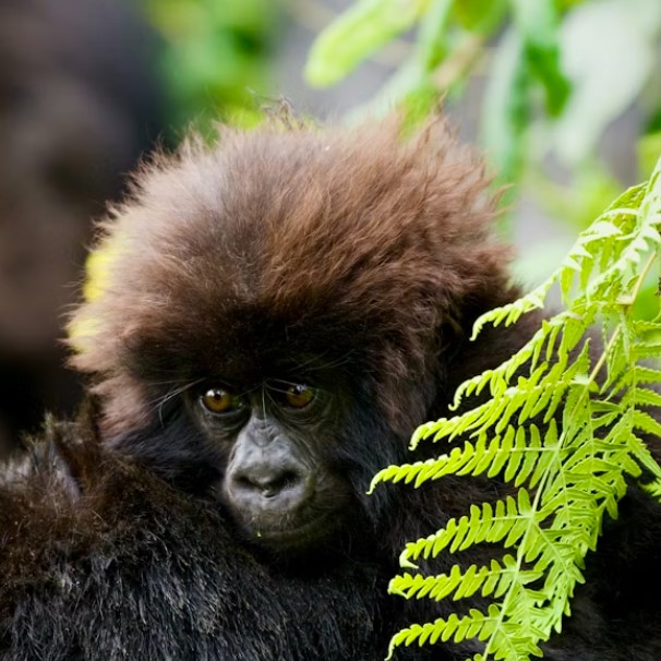 3 Days 2 Nights Rwanda Gorilla Trekking Safari