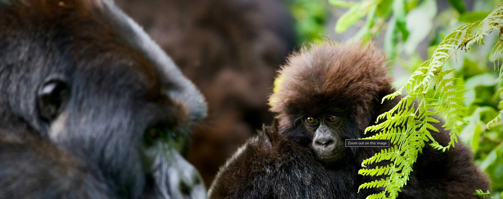 3 Days 2 Nights Rwanda Gorilla Trekking Safari