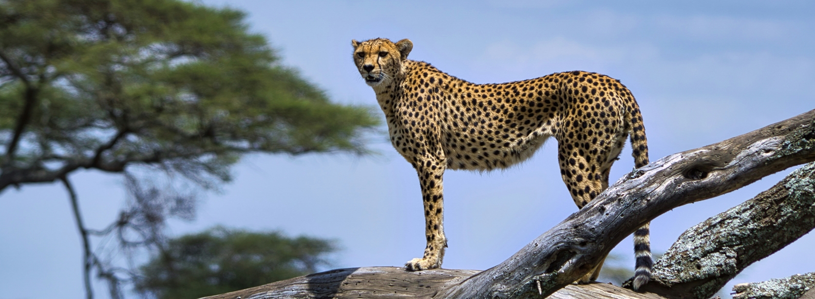3 Days 2 Nights Wildlife Safari Serengeti National Park