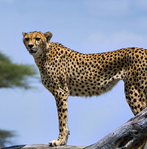 3 Days 2 Nights Wildlife Safari Serengeti National Park