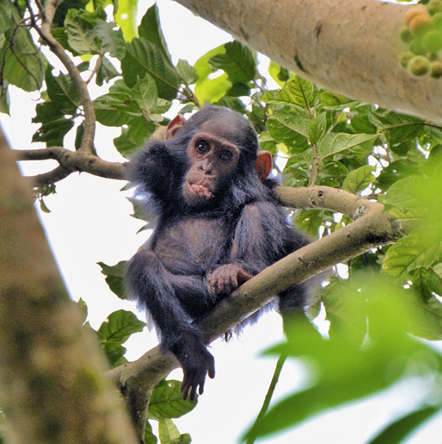 4 Days 3 Nights Nyungwe national park and Lake Kivu