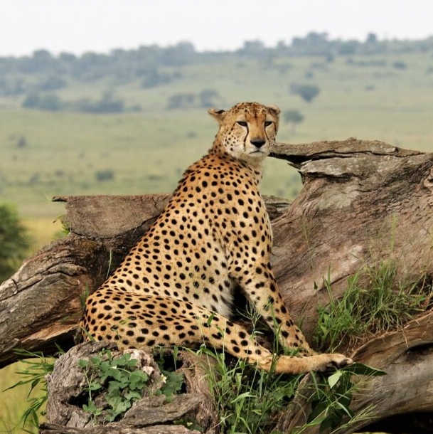 4 Days 3 Nights Fly In Kidepo National Park Wildlife Tour