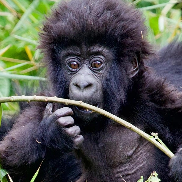 4 Days 3 Nights Uganda gorilla Trekking Safaris