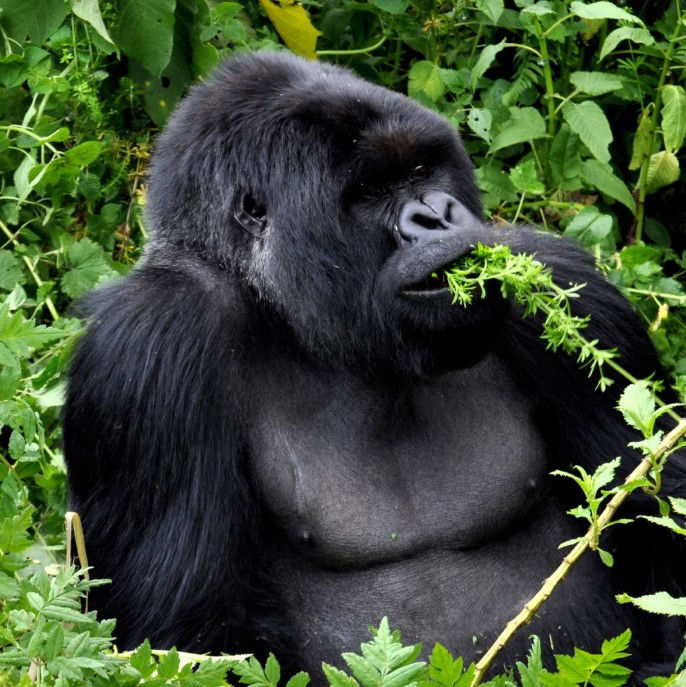 4 Days 3 Nights gorilla safari and Akagera national park