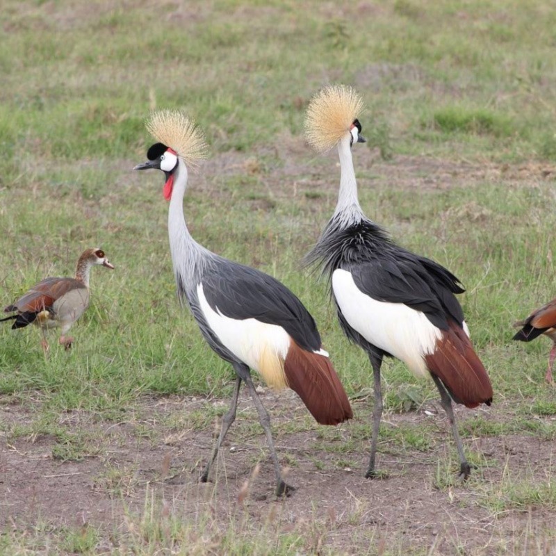 4 Days 3 Nights bird Watching safari Kenya