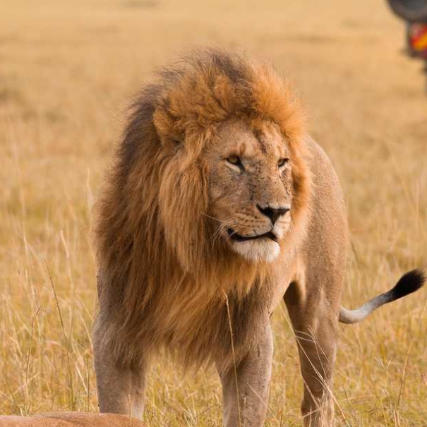 5 Days 4 Nights Best Of Masai Mara And Amboseli Wildlife Safari
