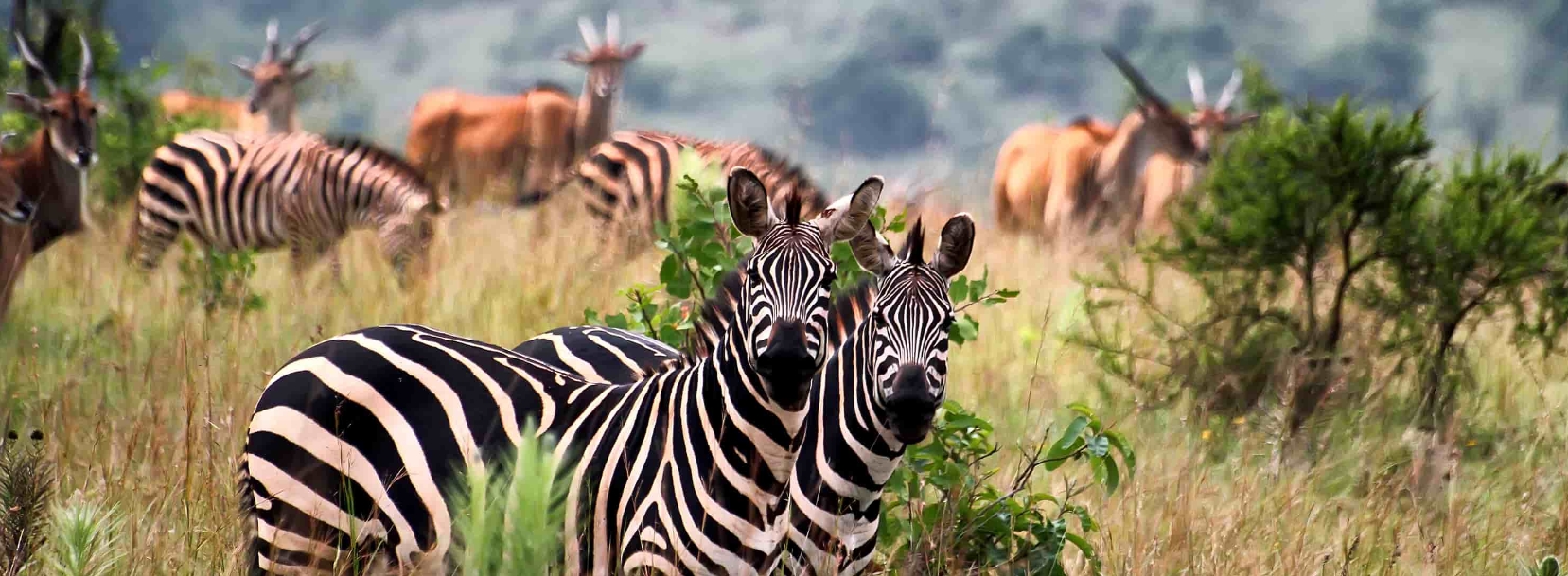 5 days 4 Nights Rwanda gorillas and Akagera National Park Safari