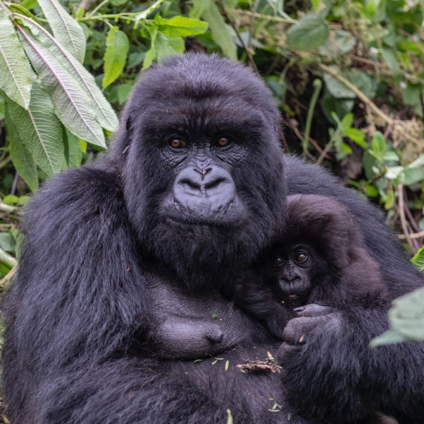 5 days 4 Nights Rwanda gorillas and Akagera National Park Safari