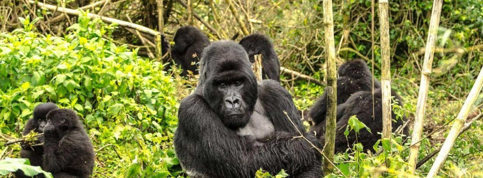 5 days 4 Nights gorilla trekking Rwanda and Nyiragongo hiking safari