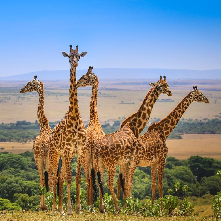 6 Days 5 Nights Amboseli and Masai Mara Kenya wildlife safari