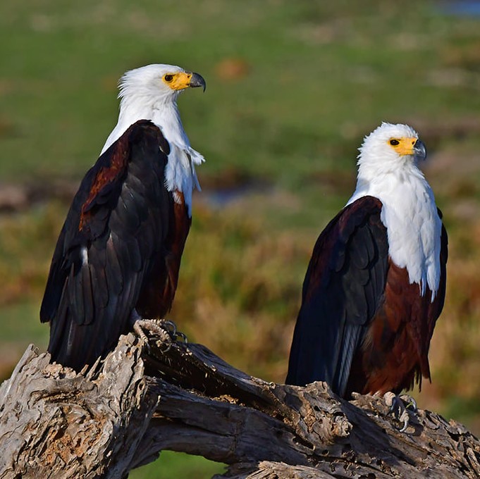6 Days 5 Nights Tanzania wildlife and birding safari