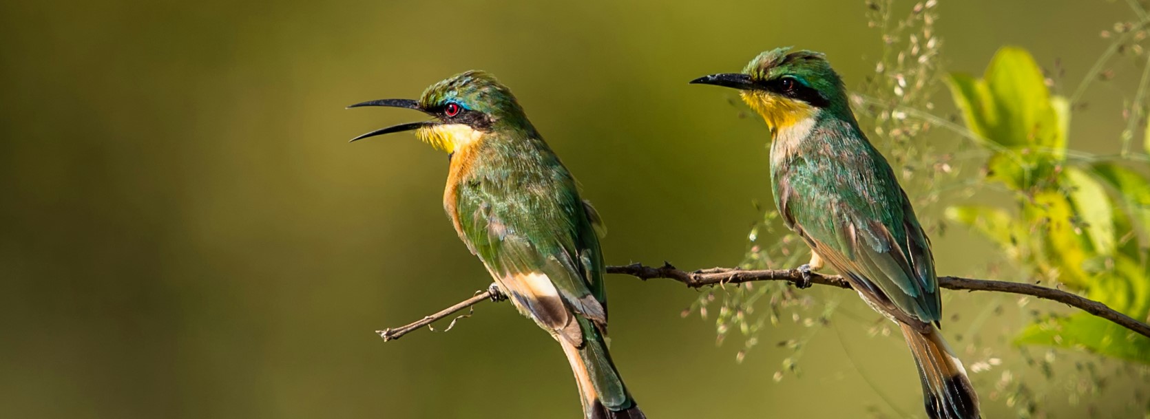 6 Days 5 Nights Tanzania wildlife and birding safari