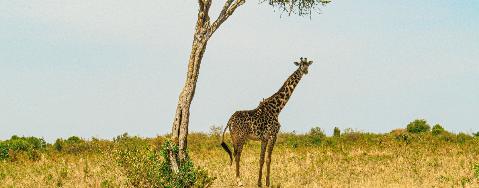 6 Days 5 Nights Tsavo and Masai Mara safari