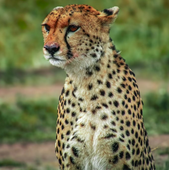 6 Days 5 Nights Tsavo and Masai Mara safari